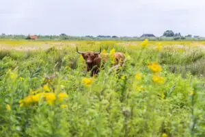 Schotse Hooglander
